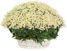 Цветочная композиция из Ромашки в корзине #REPLACE_PRED# Мелеузе